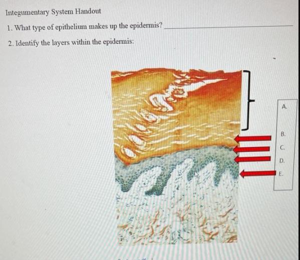 Integumentary System Handout 1. What type of epithelium makes up the epidermis? 2. Identify the layers within