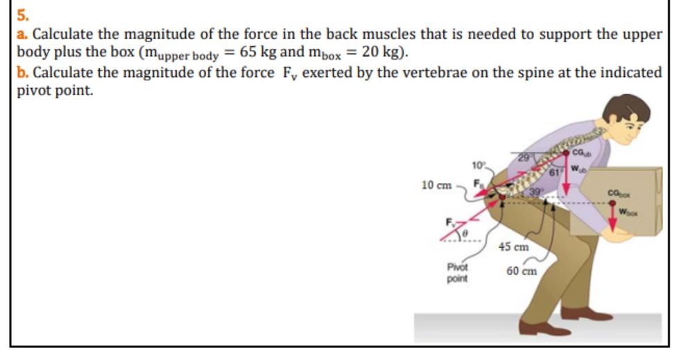 5. a. Calculate the magnitude of the force in the back muscles that is needed to support the upper body plus