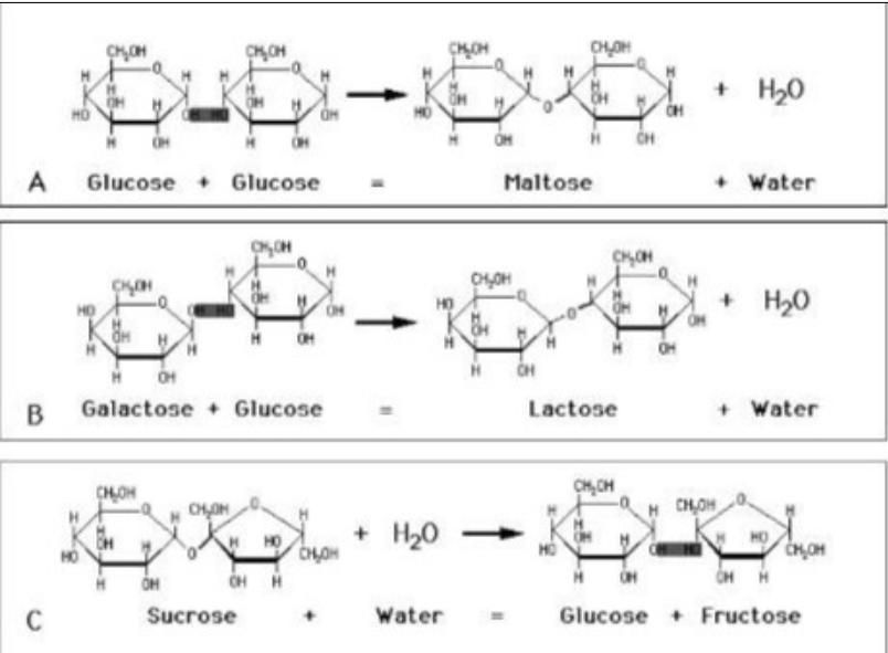 A B C   Glucose Glucose  MO 0 Galactose Glucose CHCH  OH 00 Sucrose HO  - + H2O Water Maltose Co CMO CH