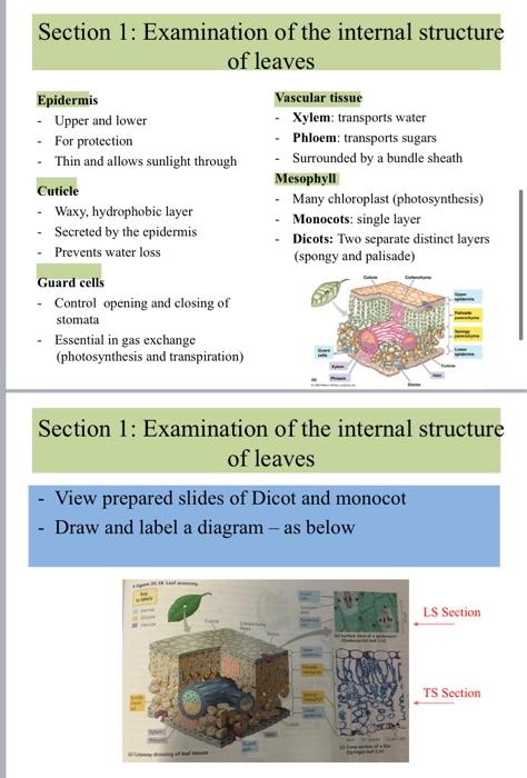 Section 1: Examination of the internal structure of leaves Epidermis - Upper and lower - For protection Thin