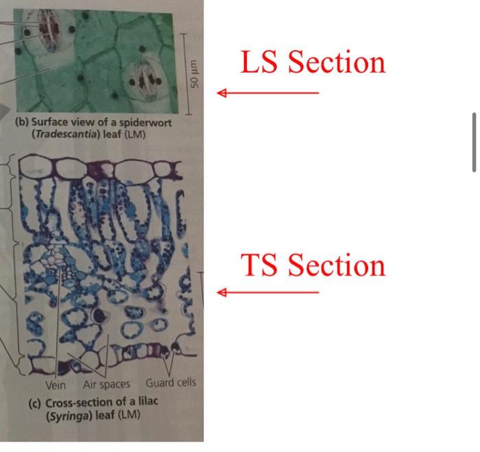 (b) Surface view of a spiderwort (Tradescantia) leaf (LM) di 50 m Vein Air spaces Guard cells (c)
