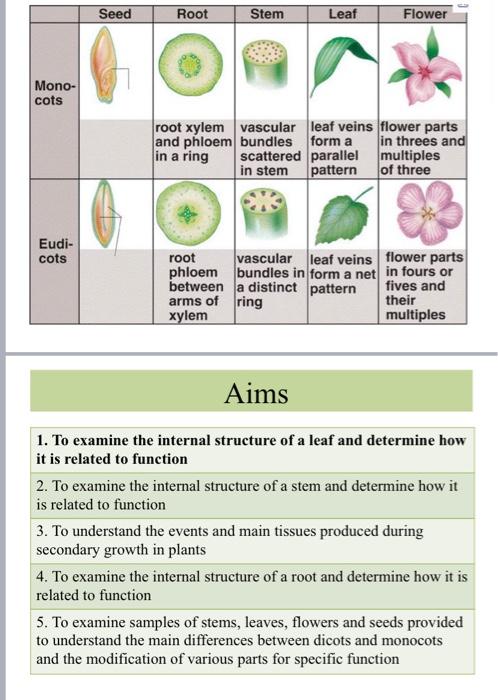 Mono- cots Eudi- cots Seed Root root xylem and phloem in a ring root phloem between arms of xylem Stem Leaf