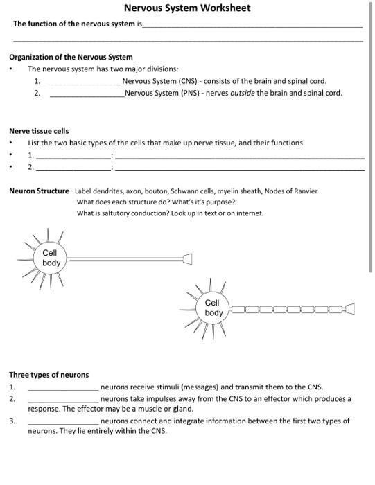 The function of the nervous system is Organization of the Nervous System Nervous System Worksheet The nervous