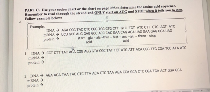 PART C. Use your codon chart or the chart on page 298 to determine the amino acid sequence. Remember to read