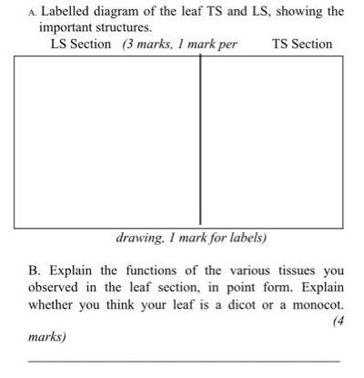 A. Labelled diagram of the leaf TS and LS, showing the important structures. LS Section (3 marks, I mark per