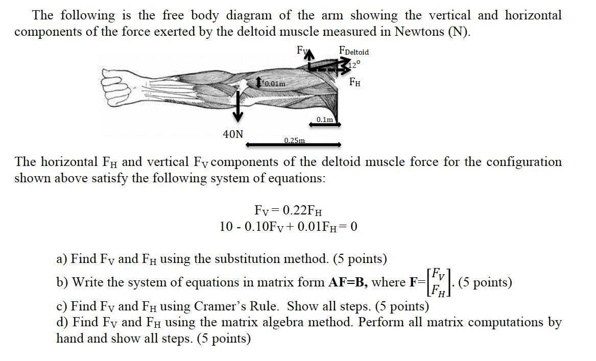 The following is the free body diagram of the arm showing the vertical and horizontal components of the force