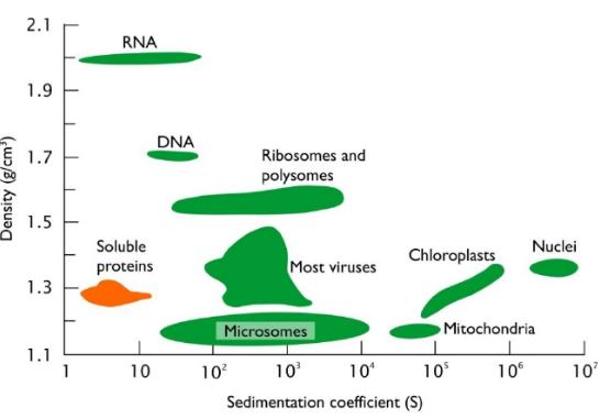 2.1 RNA 1.9 DNA 1.7 Ribosomes and polysomes 1.5 Soluble Nuclei Chloroplasts proteins Most viruses 1.3 Microsomes Mitocho