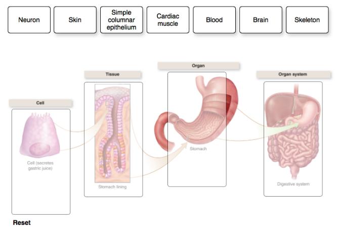 Simple columnar epithelium Cardiac Neuron Skin Blood Brain Skeleton muscle Organ Tissue Organ system Cll Skomach Cell (n