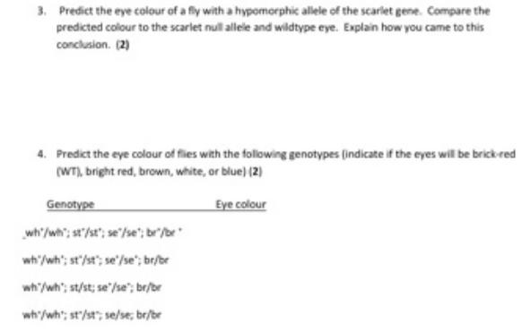 3. Predict the eye colour of a fly with a hypomorphic allele of the scarlet gene. Compare the predicted colour to the sc