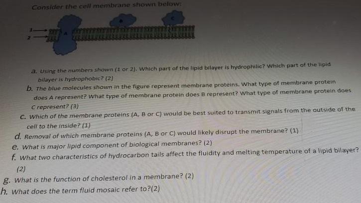Consider the cell membrane shown below: a. Using the numbers shown (1