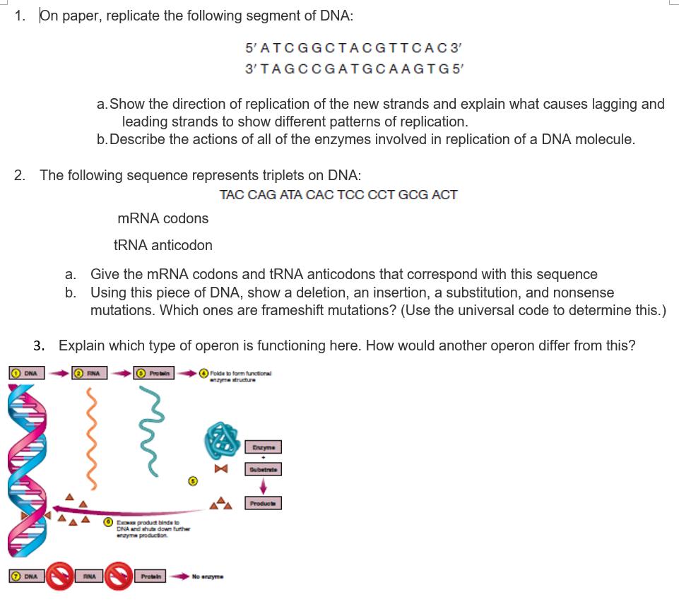 1. On paper, replicate the following segment of DNA: 5, A T C G G C T A C G T T C A C 3, 3TAGCCGATGCAAGTG 5 a. Show the direction of replication of the new strands and explain what causes lagging and leading strands to show different patterns of replication. b. Describe the actions of all of the enzymes involved in replication of a DNA molecule. 2. The following sequence represents triplets on DNA: TAC CAG ATA CAC TCC CCT GCG ACT mRNA codons tRNA anticodon Give the mRNA codons and tRNA anticodons that correspond with this sequence Using this piece of DNA, show a deletion, an insertion, a substitution, and nonsense mutations. Which ones are frameshift mutations? (Use the universal code to determine this.) a. b. 3. Explain which type of operon is functioning here. How would another operon differ from this? 0 Enryne aye production 7 DNA RNA