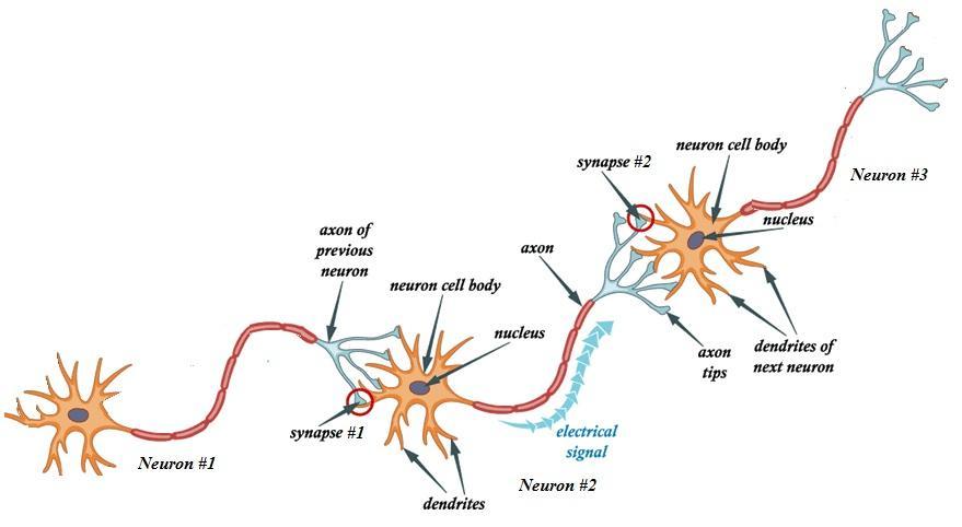 neuron cell body synapse #2 Neuron #3 nucleus axon of previous neuron axor neuron cell body nucleus axon dendrites of tips ne