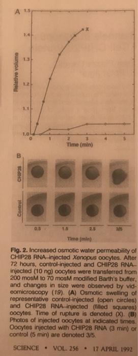 Relative volume Time (min) W CHIP25 Control Time (min) Fig. 2. Increased osmotic water permeability of CHIP28 RNA-injected Xe