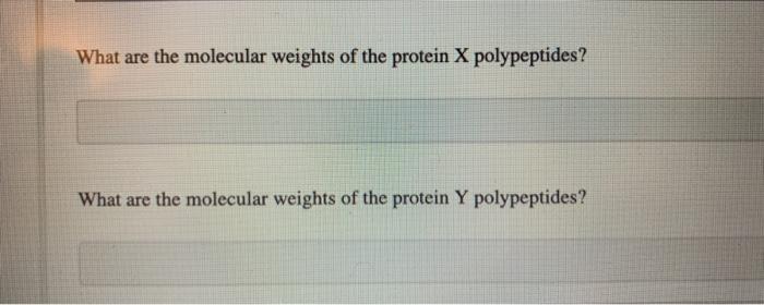What are the molecular weights of the protein X polypeptides? What are the molecular weights of the protein Y polypeptides?