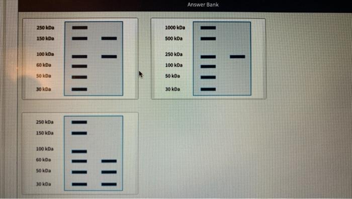 Answer Bank 250 kDa 1000 kDa 500 kDa 150 kDa 100 kDa 250 kDa 100 kDa IL MITT 60 kDa 50 kDa 50 kDa 30 kDa 30 kDa 250 kDa 150 k