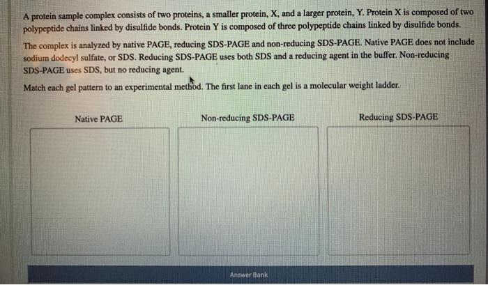 A protein sample complex consists of two proteins, a smaller protein, X, and a larger protein, Y. Protein X is composed of tw