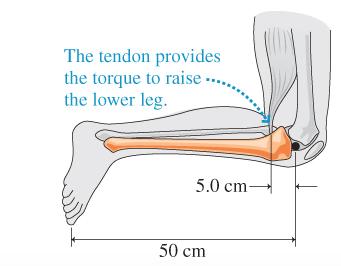 The tendon provides the torque to raise ..., the lower leg. 5.0 cm_ 50 cm