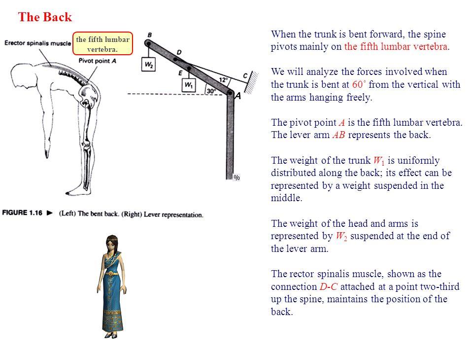 (a) Calculate the force exerted by the muscle and