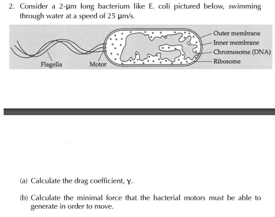 2. Consider a 2-um long bacterium like E. coli pictured below, swimming through water at a speed of 25 um/s. Outer membrane I