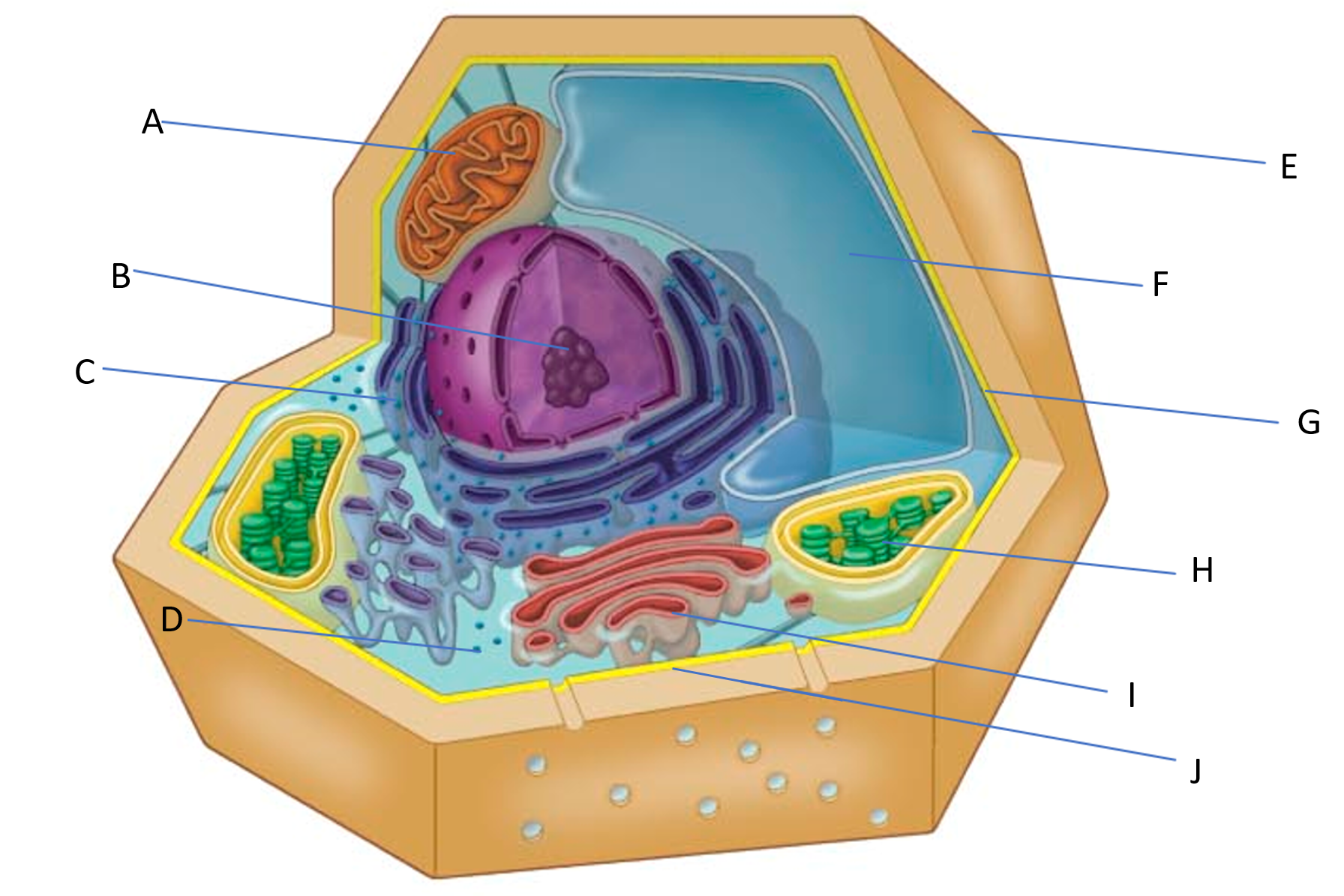plant cell.PNG