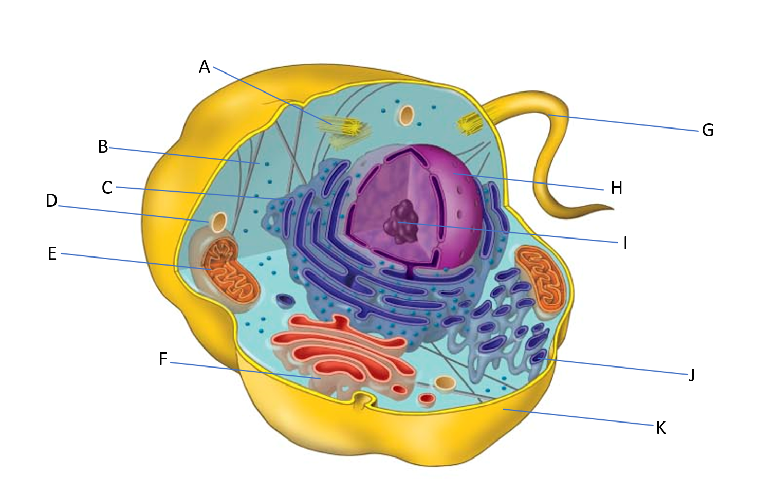 animal cell.PNG