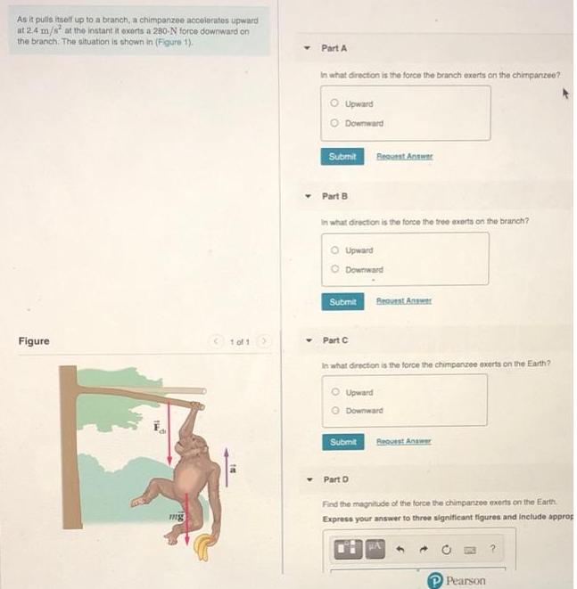 As it pulis itself up to a branch, a chimpanzee accolerates upward