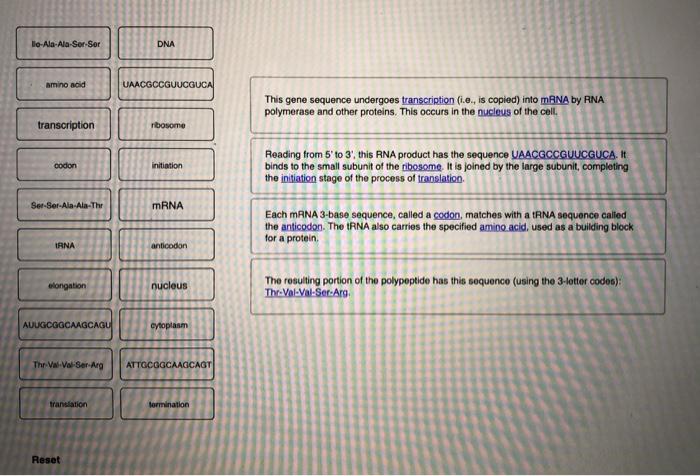 lle-Ala-Ala-Ser-Sor DNA amino acid UAACGCCGUUCGUCA This gene sequence undergoes transcription (i.e., is copied) into mRNA by