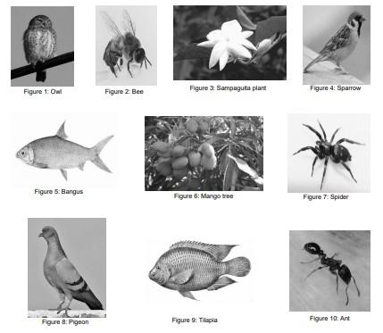 2. Divide the organisms into four groups according to the identified characteristics.