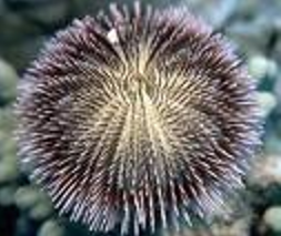 sea urchin.PNG