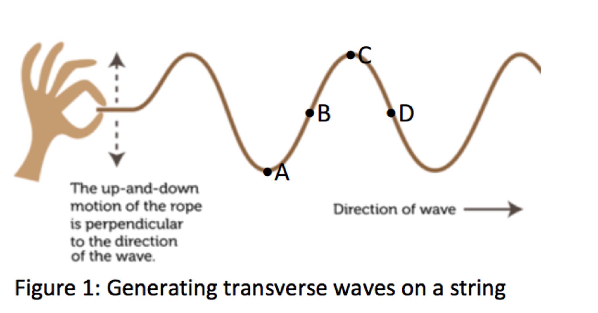 The up-and-down motion of the rope is perpendicular to the direction of the wave. Direction of wave Figure 1: Generating transverse waves on a string