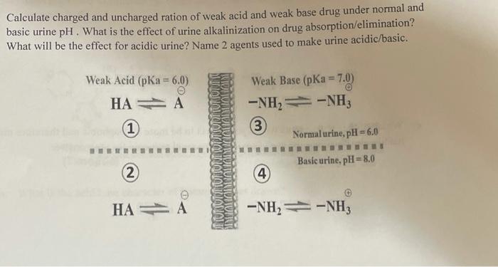 Calculate charged and uncharged ration of weak acid and weak base drug under normal and basic urine pH. What is the effect of
