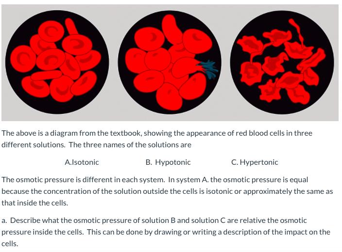 The above is a diagram from the textbook, showing the appearance of red blood cells in three different solutions. The three n