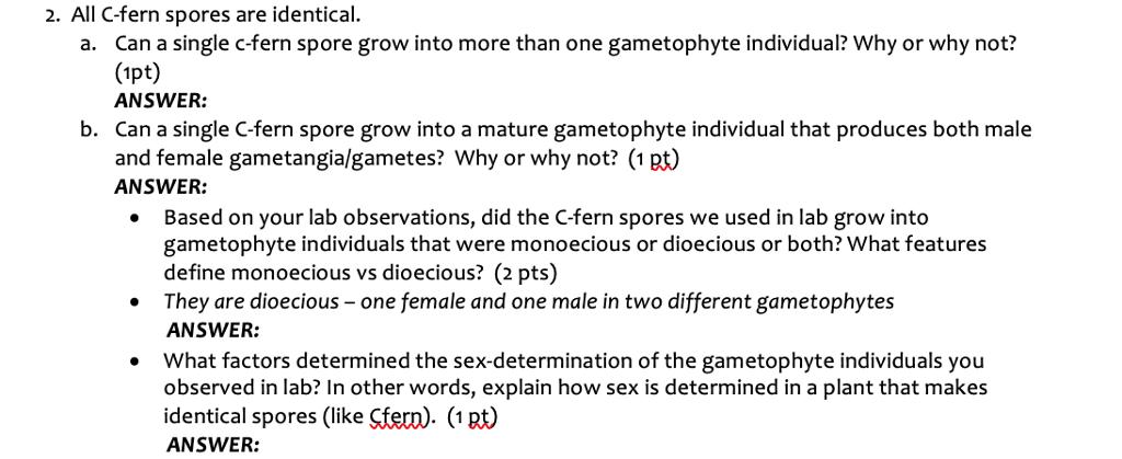 2. All C-fern spores are identical Can a single c-fern spore grow into more than one gametophyte individual? Why or why not? (1pt) ANSWER: Can a single C-fern spore grow into a mature gametophyte individual that produces both male and female gametangialgametes? Why or why not? (1 pt) ANSWER: a. b. Based on your lab observations, did the C-fern spores we used in lab grow into gametophyte individuals that were monoecious or dioecious or both? What features define monoecious vs dioecious? (2 pts) They are dioecious one female and one male in two different gametophytes ANSWER: .What factors determined the sex-determination of the gametophyte individuals you observed in lab? In other words, explain how sex is determined in a plant that makes identical spores (like Cfern). (1pt) ANSWER: identical spores (ike tem