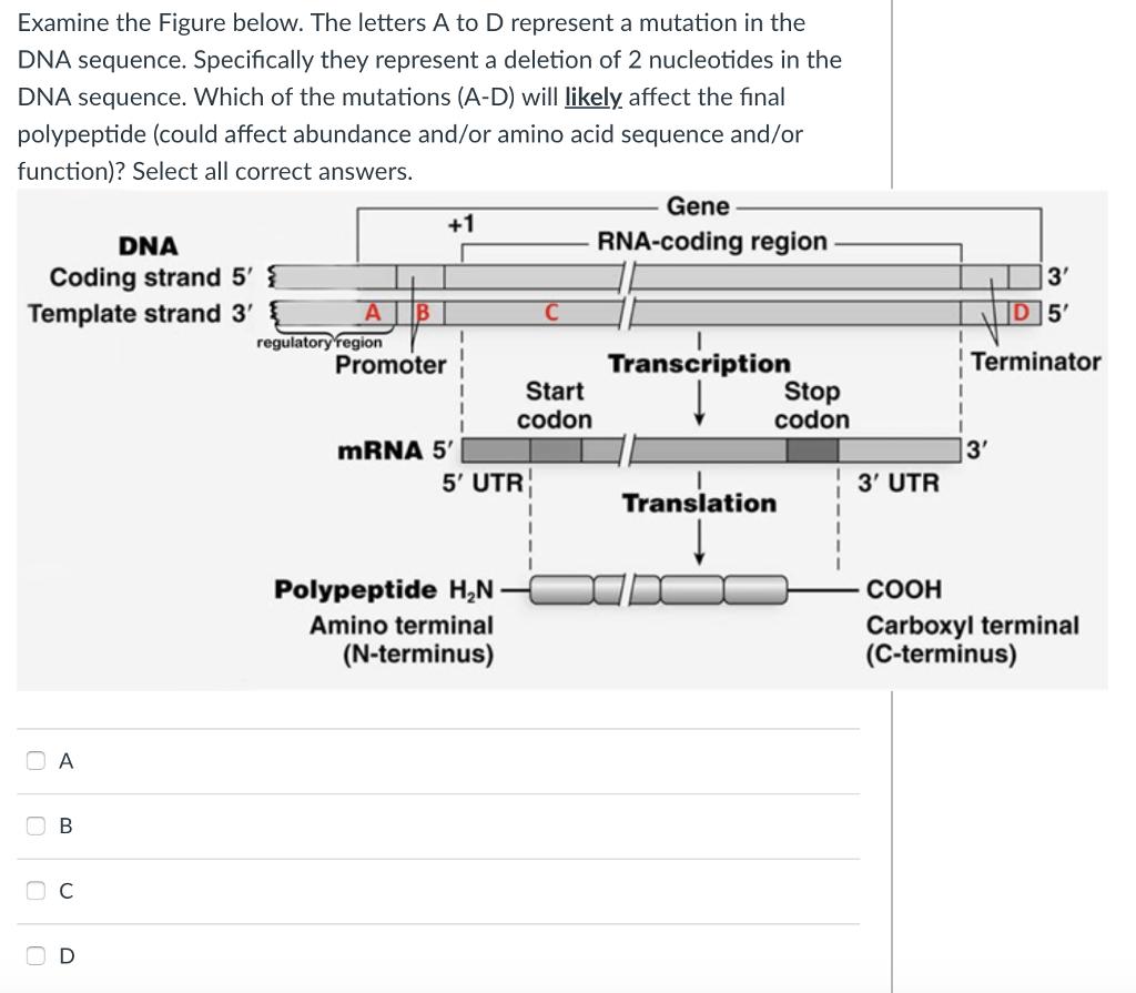 Examine the Figure below. The letters A to D represent a mutation in the DNA sequence. Specifically they represent a deletion of 2 nucleotides in the DNA sequence. Which of the mutations (A-D) will likely affect the final polypeptide (could affect abundance and/or amino acid sequence and/or function)? Select all correct answers. Gene RNA-coding region DNA Coding strand 5 35 Template strand 3 regulatory region Promoter Transcription Terminator Start codon Stop codon mRNA 5 35 UTR 3 UTR Translation -11-C Polypeptide H,N-0 Amino terminal (N-terminus) соон Carboxyl terminal (C-terminus)