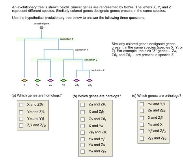 An evolutionary tree is shown below. Similar genes are represented by boxes. The letters X, Y, and Z represent different species. Similarly colored genes designate genes present in the same species. Use the hypothetical evolutionary tree below to answer the following three questions. ancestral gene speciation 1 Similarly colored genes designate genes esent in the same species (species X, Y, or . For example, the pink Z genes - Za, duplication 1 Zp, and Zß2 are present in species Z. speciation 2 duplication 2 Za YB Zp, 282 (a) Which genes are homologs?(b) Which genes are paralogs? (c) Which genes are orthologs? □ Za and Z □ YaandYp □ Ya and Za