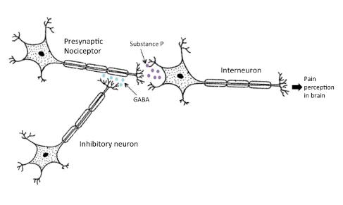 Presynaptic Nociceptor Substance P Interneuron Pain in brain GABA Inhibitory neuron