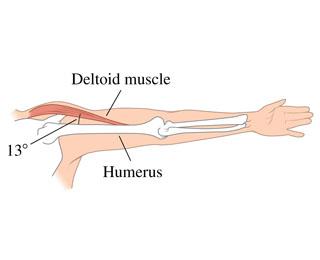 Deltoid muscle 130 Humerus
