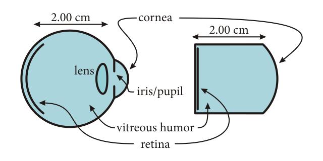 2.00 cm cornea 2.00 cm lens iris/pupil vitreous humor retina