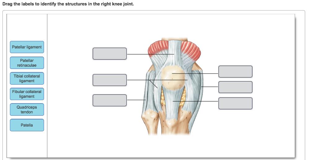 Drag the labels to identify the structures in the right knee joint. Patellar ligament Patellar retinaculae Tibial collateral ligament Fibular collateral ligament Quadriceps tendon Patella