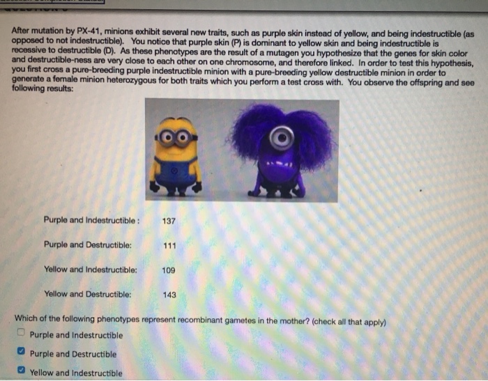 After mutation by PX-41, minions exhibit several new traits, such as purple skin instead of yellow, and being indestructible (as opposed to not indestructible). You notice that purple skin (P) is dominant to yellow skin and being indestructible is recessive to destructible (D) As these phenotypes are the result of a mutagen you hypothesize that the genes for skin color and destructible-ness are very close to each other on one chromosome, and therefore linked. In order to test this hypothesis you first cross a pure-breeding purple indestructible minion with a pure-breeding yellow destructible minion in order to generate a fermale minion heterozygous for both traits which you perform a test cross with. You observe the offspring and see following results: Purple and Indestructible: Purple and Destructible: Yellow and Indestructible: Yellow and Destructible: 137 109 143 Which of the following phenotypes represent recombinant gametes in the mother? (check all that apply) Purple and indestructible Purple and Destructible Yellow and Indestructible