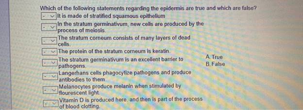 Which of the following statements regarding the epidermis are true and which are false?It is made of stratified squamous epi