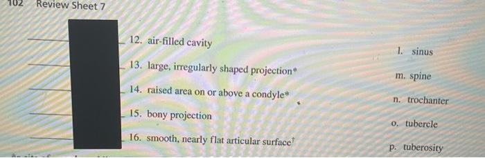 Review Sheet 712. air-filled cavity1. sinusm. spine13. large, irregularly shaped projection14. raised area on or above a