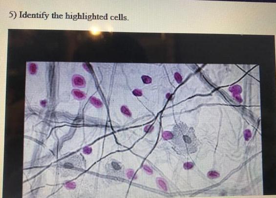 Solved Cells And Tissue Identification 1 Identi Solutioninn 5910