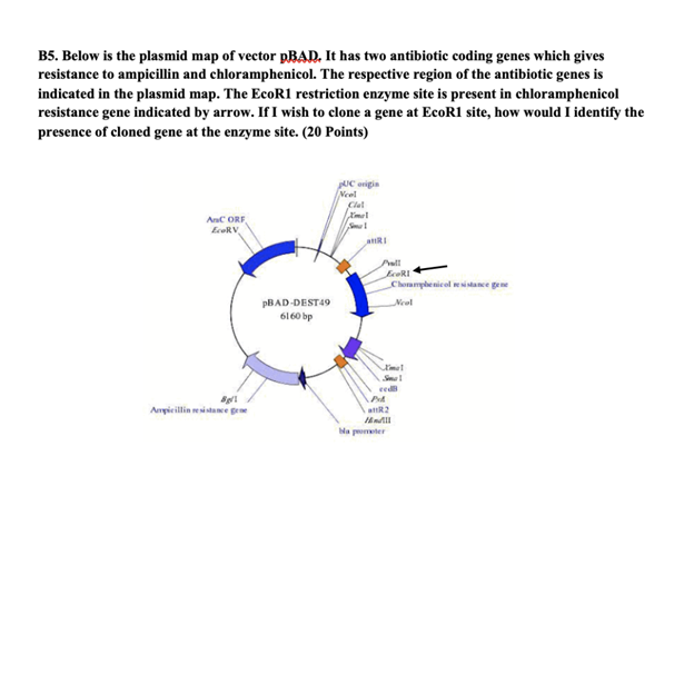 B5. Below is the plasmid map of vector PBAD. It has two antibiotic coding genes which givesresistance to ampicillin and chlo