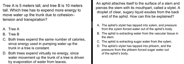 Tree A is 5 meters tall, and tree B is 10 meterstall. Which tree has to expend more energy tomove water up the trunk due to