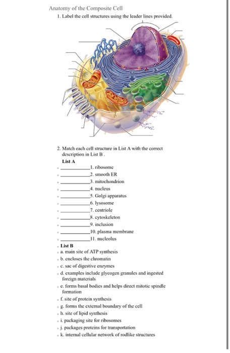 Anatomy of the Composite Cell1. Label the cell structures using the leader lines provided.2. Match cach cell structure in L