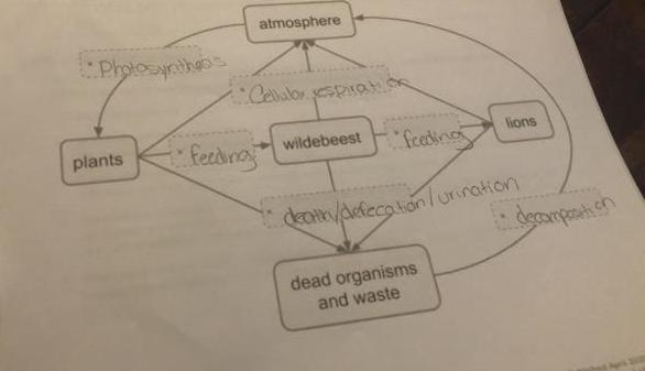 atmosphere Photosynthes plants wildebeest "feeding lions death/defecationlurination decamporti on dead organisms and