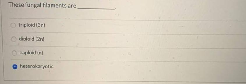 These fungal filaments are Otriploid (3n) diploid (2n) Ohaploid (n) Oheterokaryotic