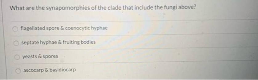 What are the synapomorphies of the clade that include the fungi above? Oflagellated spore & coenocytic hyphae