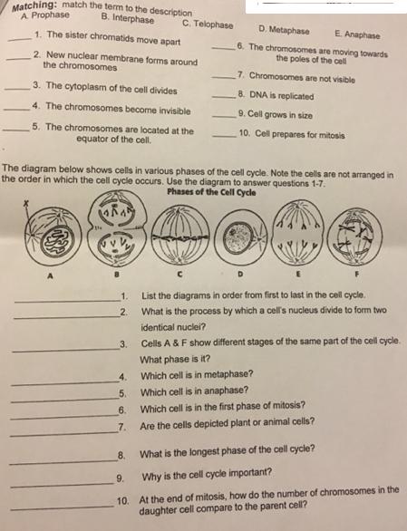 Matching: match the term to the description B. Interphase A Prophase 1. The sister chromatids move apart 2.